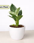 Philodendron 'Birkin' Live Indoor Plant (Philodendron), Easy Care Compact Foliage Houseplant for Home and Office Decor