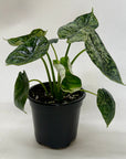 Alocasia 'Dragon Scale Mint'