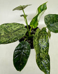Alocasia 'Dragon Scale Mint'