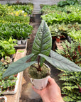 Alocasia 'Scalprum'