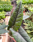 Alocasia 'Scalprum'