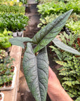 Alocasia 'Scalprum'