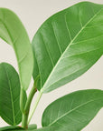 Ficus Audrey (Ficus benghalensis)