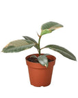 Ruby Pink Rubber Plant Live Indoor Plant (Ficus elastica), Easy Care Colorful Foliage Houseplant for Home and Office Decor