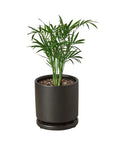 Parlor Palm Live Indoor Plant (Chamaedorea elegans), Easy Care Palm Houseplant for Home and Office Decor