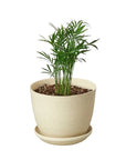 Parlor Palm Live Indoor Plant (Chamaedorea elegans), Easy Care Palm Houseplant for Home and Office Decor