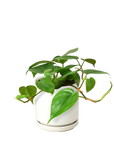 Heartleaf Philodendron Cordatum Live Indoor Plant (Philodendron hederaceum), Easy Care Trailing Houseplant for Home and Office Decor