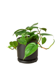 Heartleaf Philodendron Cordatum Live Indoor Plant (Philodendron hederaceum), Easy Care Trailing Houseplant for Home and Office Decor