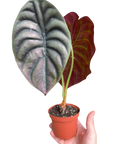 Alocasia 'Red Secret'