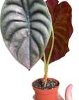 Alocasia 'Red Secret'