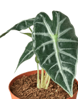 Alocasia Amazonica 'Bambino' - Planty Love Co