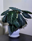 Alocasia Black Velvet (Alocasia reginula)