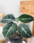 Alocasia Black Velvet (Alocasia reginula)