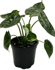 Alocasia 'Dragon Scale Mint' - Planty Love Co