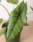 Alocasia 'Dragons Breath' - Planty Love Co