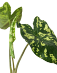 Alocasia 'Hilo Beauty' - Planty Love Co