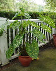 Alocasia Hilo Beauty (Caladium praetermissum)