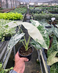 Alocasia Micholitziana 'Frydek' Variegated - 4" Pot - Planty Love Co