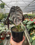 Alocasia 'Red Secret' - Planty Love Co