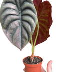 Alocasia 'Red Secret' - Planty Love Co