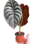 Alocasia 'Red Secret' - Planty Love Co