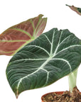 Alocasia Reginula 'Black Velvet' - Planty Love Co