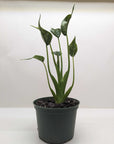 Alocasia 'Tiny Dancer' - 4" Pot - Planty Love Co