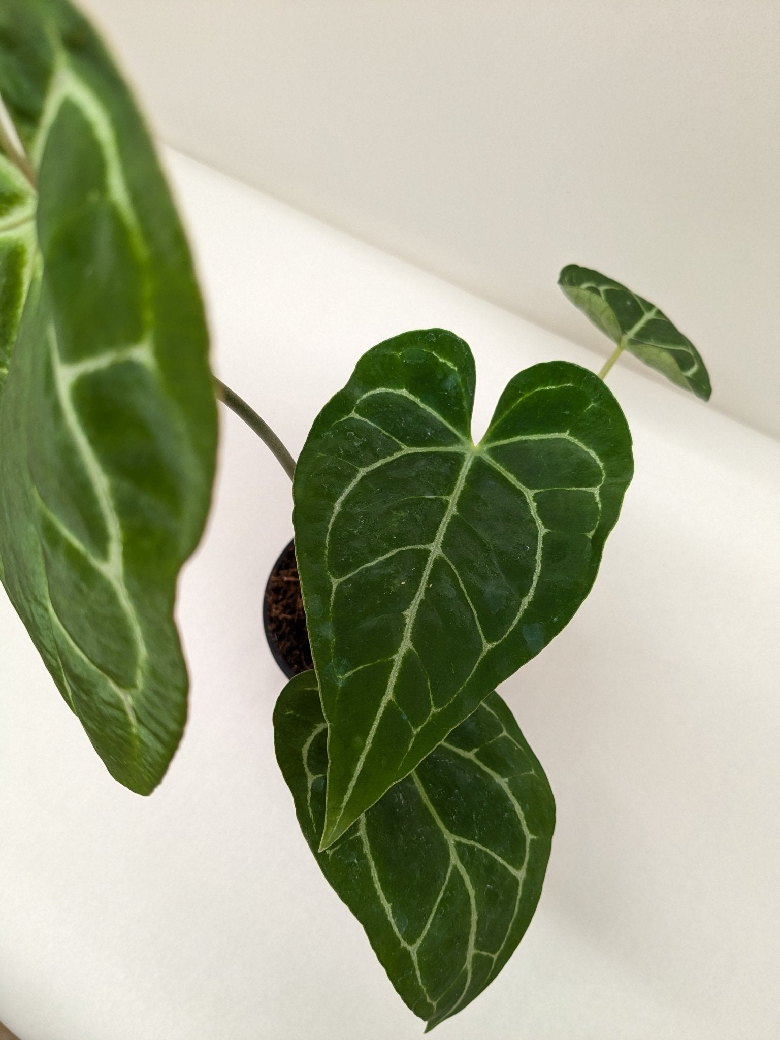 Anthurium Crystallinum - Planty Love Co
