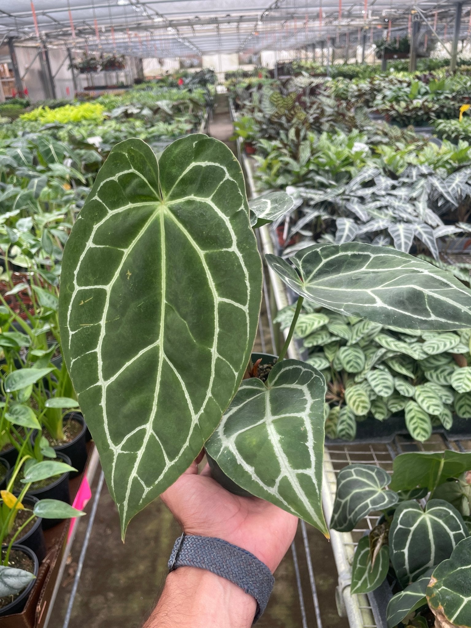 Anthurium Crystallinum - Planty Love Co