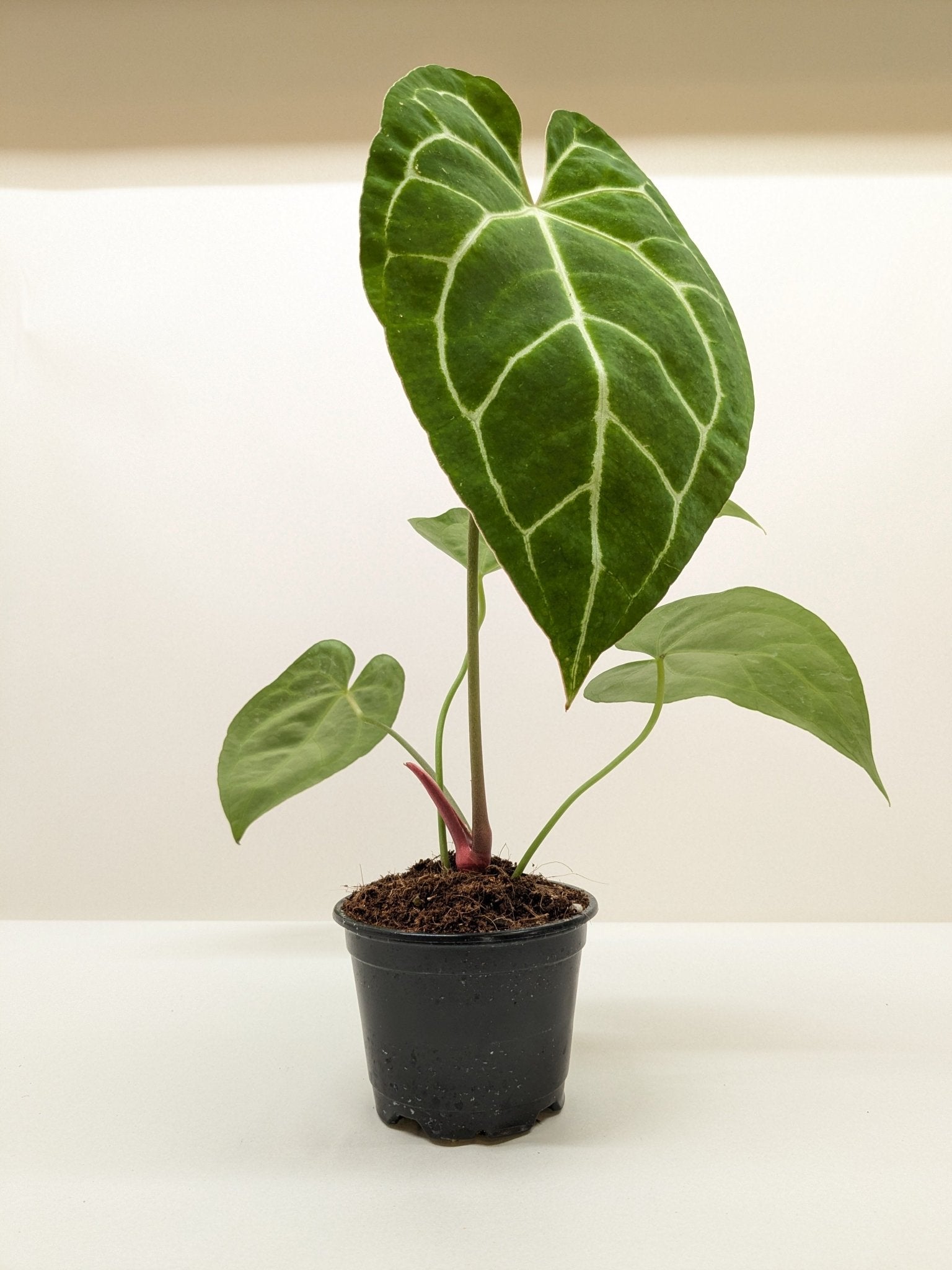 Anthurium Crystallinum - Planty Love Co