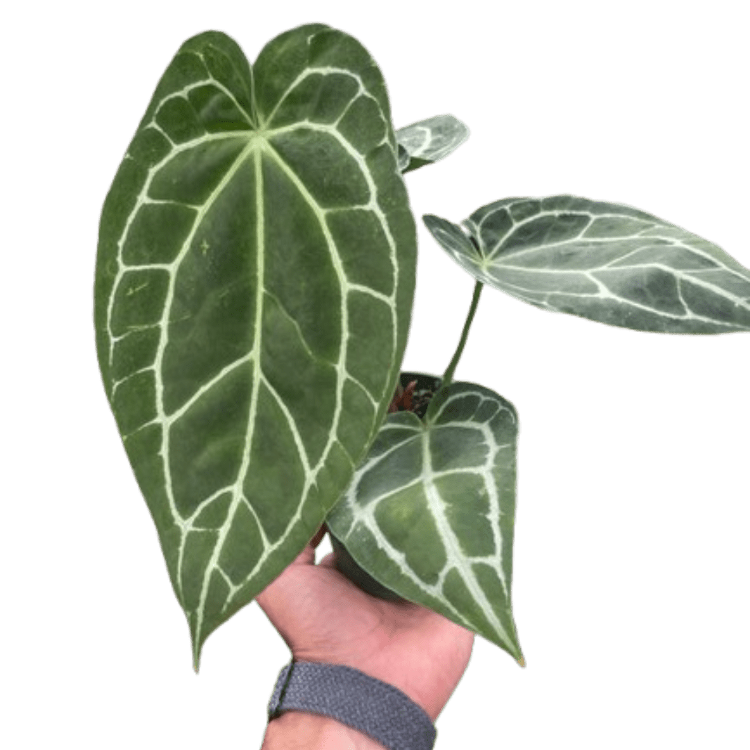 Anthurium Crystallinum - Planty Love Co