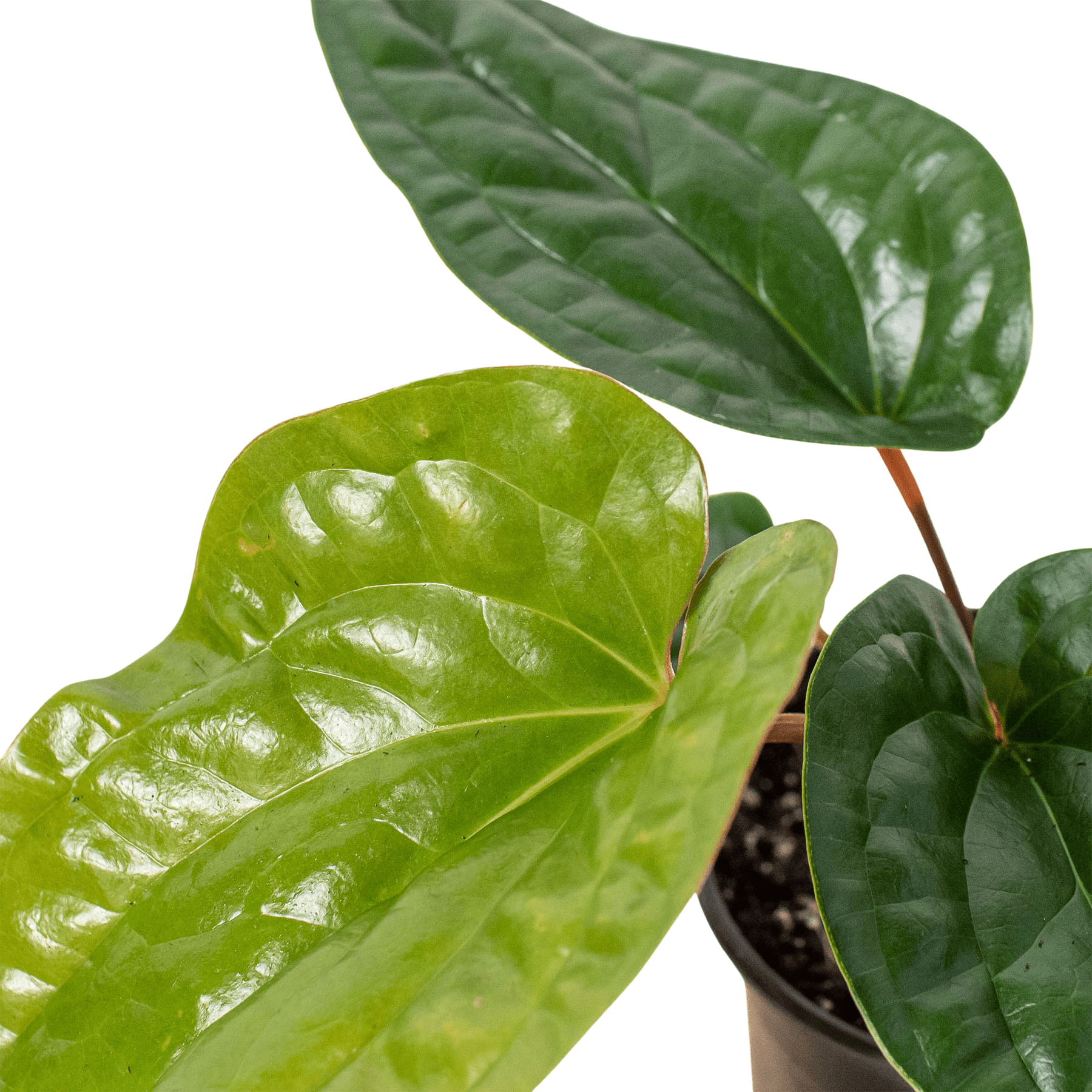 Anthurium 'Radicans x Luxurians' - Planty Love Co