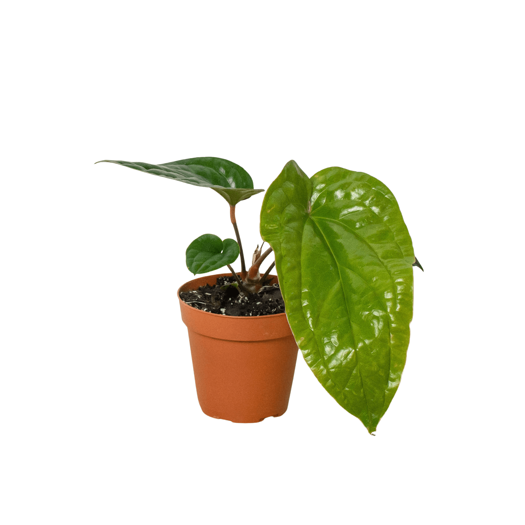 Anthurium 'Radicans x Luxurians' - Planty Love Co
