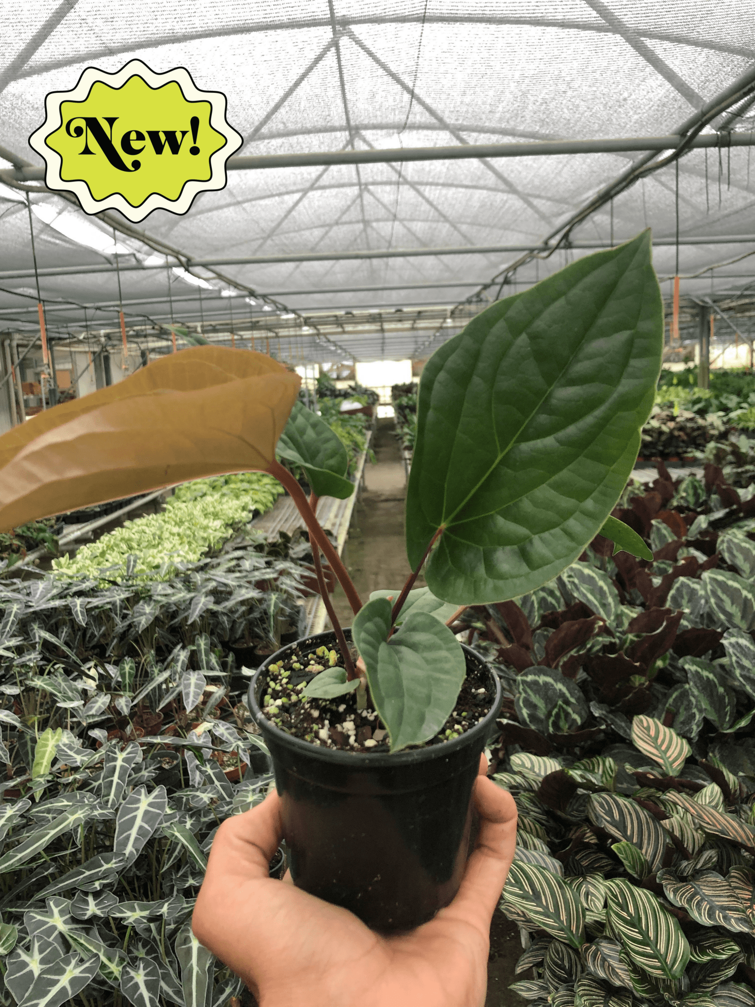 Anthurium 'Radicans x Luxurians' - Planty Love Co