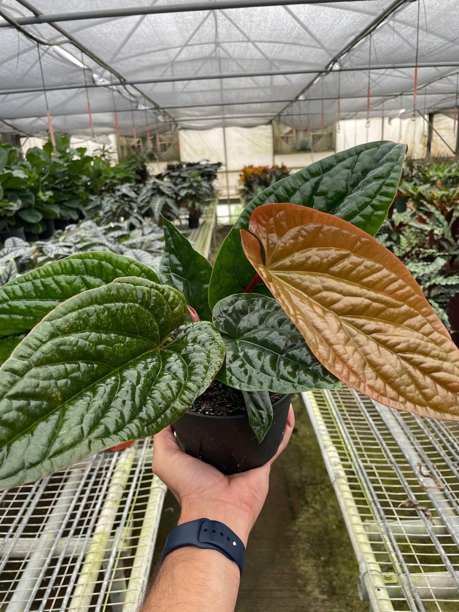 Anthurium 'Radicans x Luxurians' - Planty Love Co