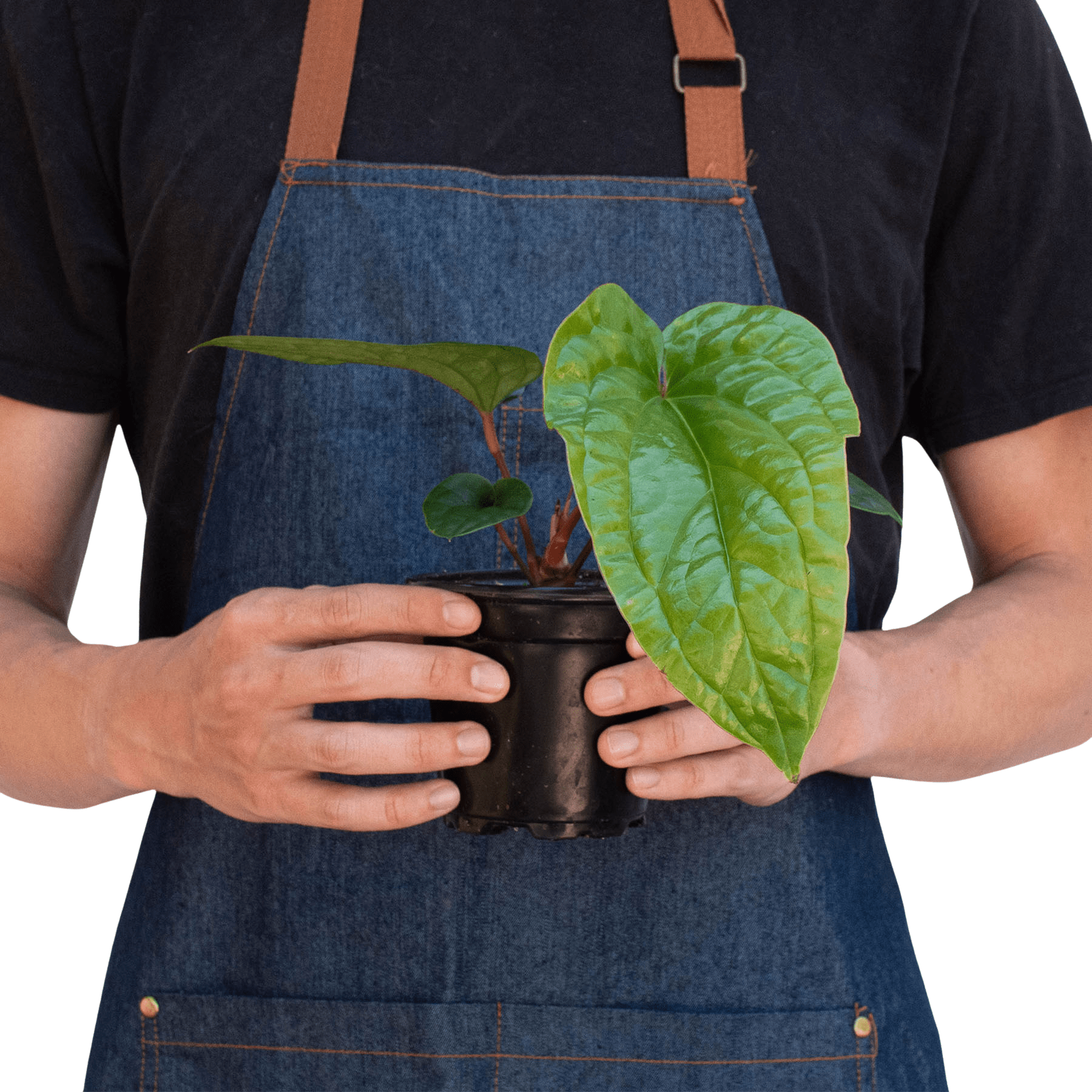 Anthurium 'Radicans x Luxurians' - Planty Love Co