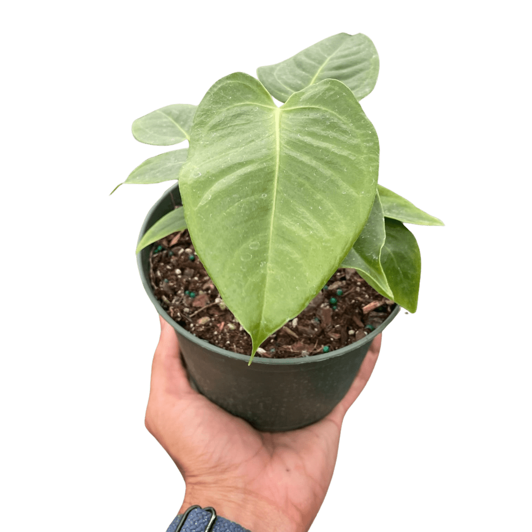 Anthurium 'Veitchii' - Planty Love Co