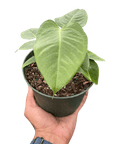 Anthurium 'Veitchii' - Planty Love Co