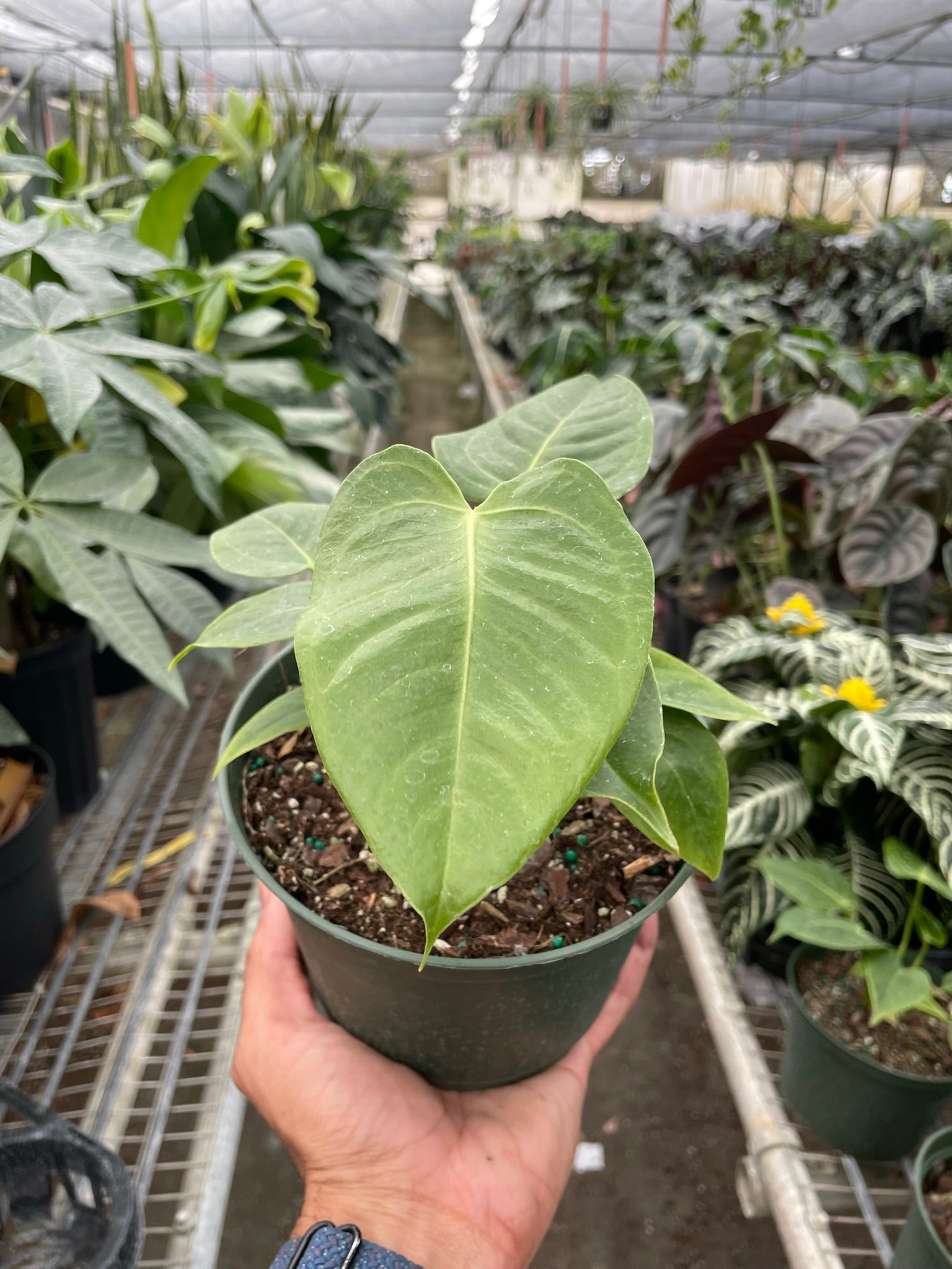 Anthurium 'Veitchii' - Planty Love Co