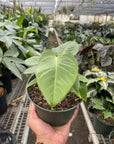 Anthurium 'Veitchii' - Planty Love Co