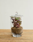 Asteridge Tall Lidded Glass Terrarium, 6.75 x 12 inch - Planty Love Co
