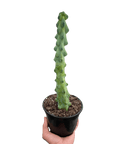 Boobie Cactus (Myrtillocactus geometrizans)