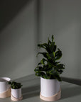 Brisbane Two Tone Planter with Drainage, 4.75 inch - Planty Love Co