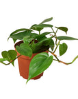 Heartleaf Philodendron Cordatum Live Indoor Plant (Philodendron hederaceum), Easy Care Trailing Houseplant for Home and Office Decor