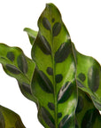 Calathea 'Rattlesnake' Live Indoor Plant (Goeppertia insignis), Easy Care Tropical Foliage Houseplant for Home and Office Decor