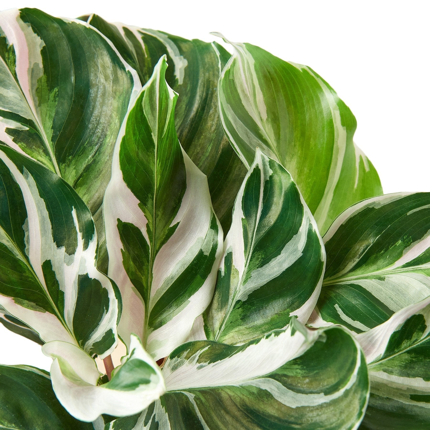 Calathea 'White Fusion' - Planty Love Co