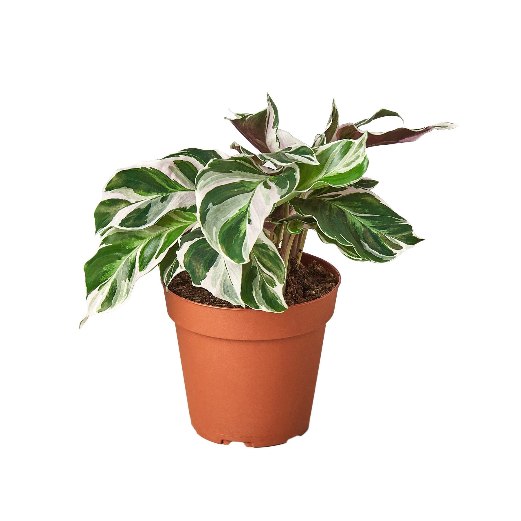 Calathea 'White Fusion' - Planty Love Co