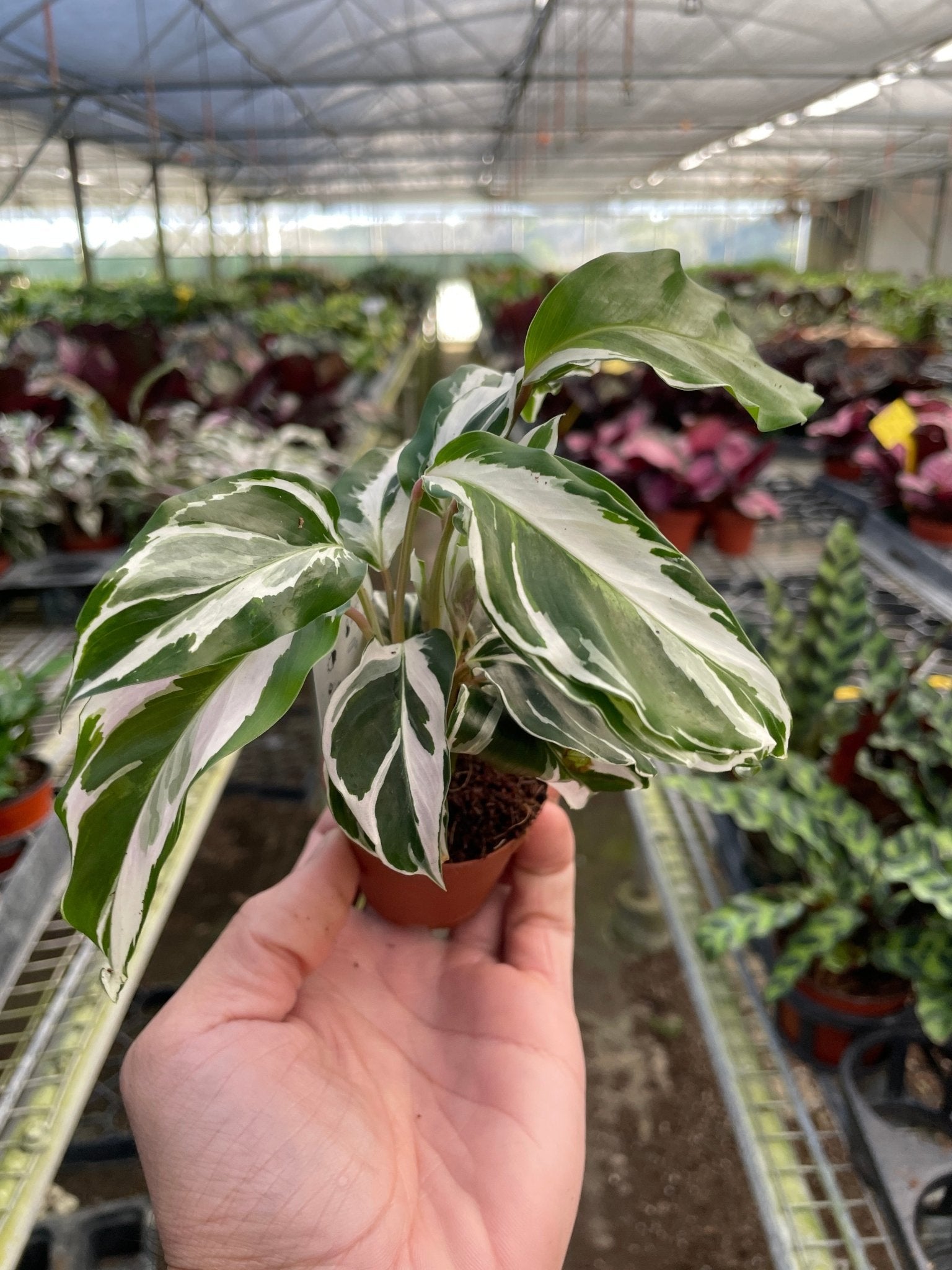 Calathea 'White Fusion' - Planty Love Co