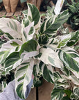 Calathea 'White Fusion' (Goeppertia / Calathea) - Planty Love Co