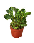Peperomia 'Marble' Live Indoor Plant (Peperomia), Easy Care Compact Foliage Houseplant for Home and Office Decor